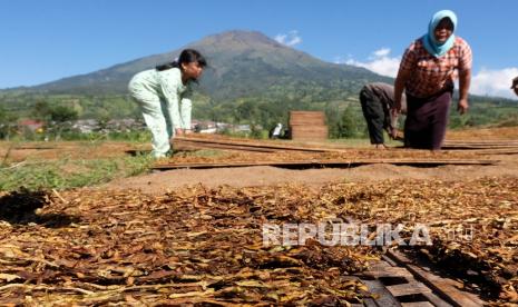 Warga menjemur tembakau rajangan di kawasan lembah Gunung Sumbing, Desa Kledung, Temanggung, Jawa Tengah, Jumat (21/8/2020). Menurut petani setempat, harga jual tembakau tahun ini lebih rendah dibanding tahun sebelumnya yaitu untuk grade D hanya laku Rp 35 ribu per kilogram dibanding tahun lalu yang mencapai Rp 50 ribu per kilogram.