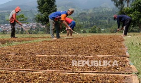 Warga menjemur tembakau rajangan di lapangan lembah Sindoro-Sumbing Desa Kledung, Temanggung, Jateng, Senin (23/8/2021). Menurut Asosiasi Petani Tembakau Indonesia (APTI) tembakau Temanggung sudah sampai grade C yang dibeli oleh pabrikan rokok dengan harga Rp55.000 - Rp57.500 per kilogram 