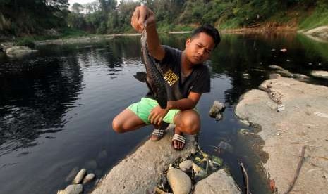 Warga menunjukan ikan yang mati akibat pencemaran Sungai Cileungsi di kawasan Gunung Putri, Kabupaten Bogor, Jawa Barat, Jumat (14/9).