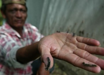 Warga menunjukan ulat bulu (desiciria inclusa) yang menyerang pohon asem di Jombang, Jawa Timur.