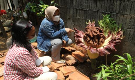 Warga menunjukkan bunga bangkai (Amorphophallus paeonifolius) yang tumbuh di pekarangan rumahnya, Cipete, Jakarta, Selasa (12/10/2021). Bunga yang tumbuh di pekarangan rumah warga itu mengeluarkan bau menyengat dan menjadi pusat perhatian warga sekitar.