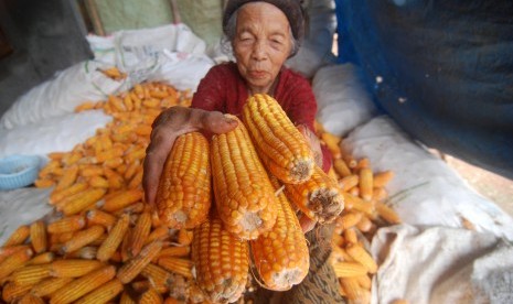 Warga menunjukkan jagung hasil panennya di Kawengen, Kabupaten Semarang, Jawa Tengah, Selasa (24/1).