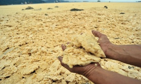 Warga menunjukkan minyak CPO (crude palm oil) yang mengeras mencemari perairan Teluk Bayur, Padang, Sumatera Barat, Kamis (28/9). 