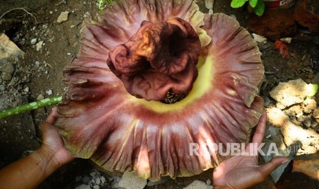 Bunga bangkai atau Amorphophallus paeoniifolius (ilustrasi).