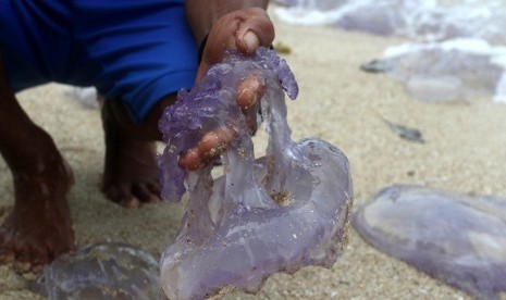 Gubernur DIY, Sri Sultan Hamengku Buwono X meminta kepada Dinas Kesehatan baik DIY, kota maupun kabupaten untuk menugaskan dokter di sepanjang pantai yang dijadikan destinasi wisata di DIY saat libur Natal dan Tahun Baru (Nataru). Foto: Warga menunjukkan Ubur-ubur (Aurelia aurita) yang terdampar di pesisir.