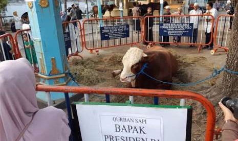 Warga menyaksikan sapi kurban Presiden Joko Widodo di Masjid Agung Solo, Rabu (22/8)