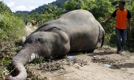 Warga menyaksikan seekor gajah Sumatera yang mati di Desa Krueng Ayon Kecamatan Sampoiniet Kabupaten Aceh Jaya Provinsi Aceh, Selasa (1/5). Gajah betina yang berusia 18 tahun itu diduga tewas akibat di racun pemilik perkebunan sawit.