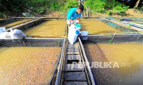 Warga menyiapkan pakan di tempat budi daya ikan nila dengan keramba apung Sungai Batanghari, Sungai Duren, Muarojambi, Jambi.  Pemerintah Provinsi Jambi menargetkan produksi ikan pada 2021 sebanyak 111 ribu ton, baik dari produksi perikanan tangkap, perairan umum dan budidaya.