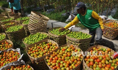 Warga menyortir buah tomat yang baru dipanen (ilustrasi)