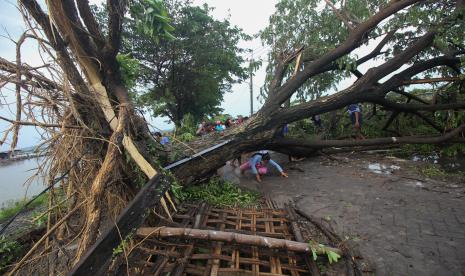 Warga merangkak di bawah pohon yang tumbang di Jalan Bandarejo, Surabaya, Jawa Timur