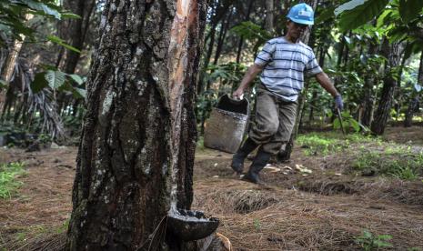 Warga mitra Perhutani mengumpulkan hasil sadapan getah pohon pinus di Kaki Gunung Sawal, Kawasan Perhutani Blok Pispun, Kabupaten Ciamis, Jawa Barat, Kamis (12/11/2020). Perum Perhutani Kesatuan Pemangkuan Hutan (KPH) Ciamis memproduksi getah pinus sebesar 817 ton per tahun dengan luas lahan pinus 1283,71 hektare untuk bahan baku pembuatan gondorukem dan terpentin.