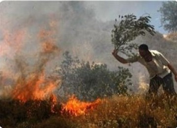 Warga Palestina mencoba memadamkan api yang membakar lahan dan kebun zaitun mereka.