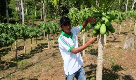 Warga tepian Danau Singkarak, Solok, Sumatra Barat, menunjukkan buah pepaya. Sekelompok nelayan yang tergabung dalam Kawasan Ekonomi Masyarakat (KEM) Nagari Tikalak mencoba mengembangkan industri agrowisata di tepian Danau Singkarak. 