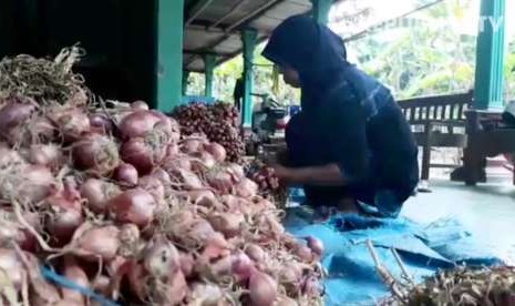 Wijiyati, satu dari sekian banyak petani bawang di Kabupaten Bantul, Jawa Tengah