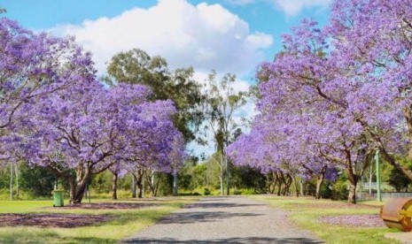 Wilayah Goodna di negara bagian Queensland terkenal akan jalan setapak yang dipenuhi pohon Jacaranda.