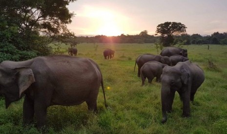 Gajah di Sri Lanka. 