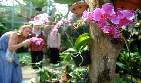 Wisatawan asing memotret salah satu koleksi bunga anggrek di Griya Anggrek, Kebun Raya Bogor, Jawa Barat, Rabu (18/5/2022). 