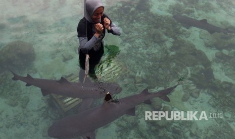 Wisata berenang di kolam penangkaran hiu di Pulau Menjangan Besar, Karimunjawa, Jawa Tengah.