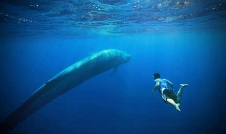 Wisatawan berenang dengan paus