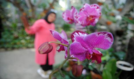 Wisatawan berswafoto di Griya Anggrek, Kebun Raya Bogor, Jawa Barat, Rabu (18/5/2022). Griya Anggrek yang merupakan bagian dari program kerja sama Kementerian PUPR dengan Badan Riset dan Inovasi Nasional (BRIN) tersebut bertujuan menjadikan Kebun Raya Bogor sebagai salah satu kawasan konservasi tumbuhan secara ex situ untuk pelestarian spesies di luar habitat alaminya.