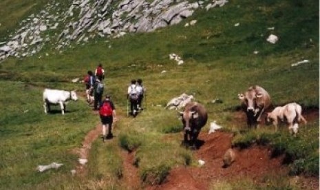 Wisatawan di antara sapi-sapi yang tengah merumput