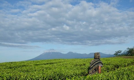 Wisatawan di tengah kebun teh dengan latar Gunung Lemongan, Argopuro dan Raung