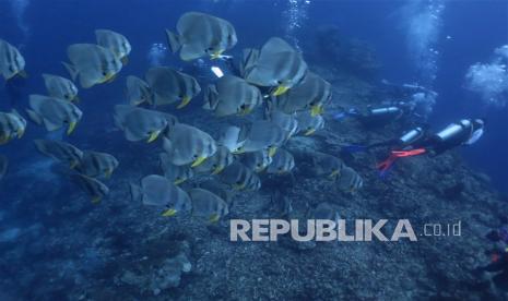 Wisatawan didampingi Wakatobi Dive Trip berada di dalam laut di Kecamatan Tomia, Wakatobi, Sulawesi Tenggara, Selasa (22/3/2022). Dinas Pariwisata Sulawesi Tenggara bersama Pemerintah Kabupaten Wakatobi terus mempromosikan wisata laut daerahnya yang memiliki sekitar 942 spesies ikan dan 750 spesies terumbu karang yang hidup di bawah lautnya.