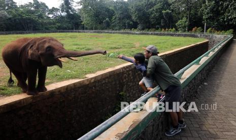 Wisatawan melihat gajah sumatra (Elephas maximus sumatranus) saat berkunjung ke Taman Margasatwa Ragunan, Jakarta, Selasa (25/1/2022). Menurut Menteri Pariwisata dan Ekonomi Kreatif (Menparekraf) Sandiaga Uno, pergerakan wisatawan nusantara akan menjadi andalan dalam pemulihan sektor pariwisata nasional 2022 dengan target 260 juta – 280 juta pergerakan. Diperkirakan, kontribusi sektor pariwisata terhadap PDB Nasional 2022 akan mencapai 4,3 persen. 