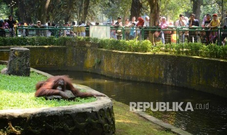 Wisatawan melihat orangutan salah satu koleksi hewan di Taman Margasatwa Ragunan, Jakarta.