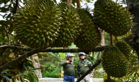 UMKM di Semarang Sulap Biji Durian Jadi Olahan Menarik dan Bernilai Jual (ilustrasi).