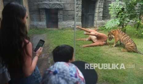 Wisatawan menyaksikan Harimau Sumatra (Panthera Tigris Sumatrae) bernama Pandeka mencari daging dalam boneka rusa saat dilatih kemampuan berburunya di Bali Zoo, Gianyar, Bali, Senin (29/7/2019).