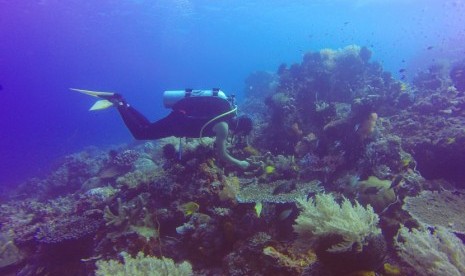 Wisatawan menyelam di lokasi penyelaman Castle Rock perairan Taman Nasional Komodo, Manggarai Barat, Nusa Tenggara Timur