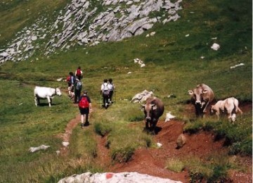 Wisatawan di antara sapi-sapi yang tengah merumput