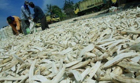 Workers dry gaplek (sliced dried cassava) di Sragen, Central Java. According to Indonesia Statistic Agency (BPS), the export of gaplek shows increase year by year. (illustraion)  