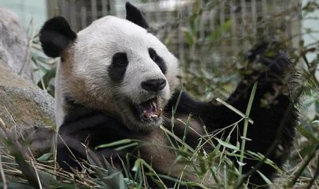 Yang Guang, panda jantan yang dimaksudkan untuk mengawini Tian Tian, namun ditolak si betina.