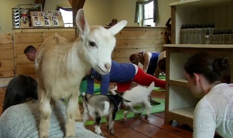 Yoga dengan kambing.