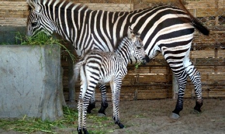 zebra