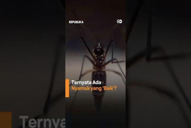 Ternyata Ada nyamuk yang Baik Tak Membahayakan Manusia