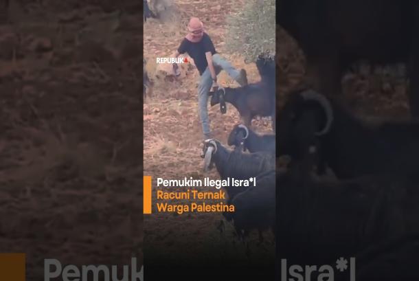 Pemukim Ilegal Israel Racuni Ternak Warga Palestina