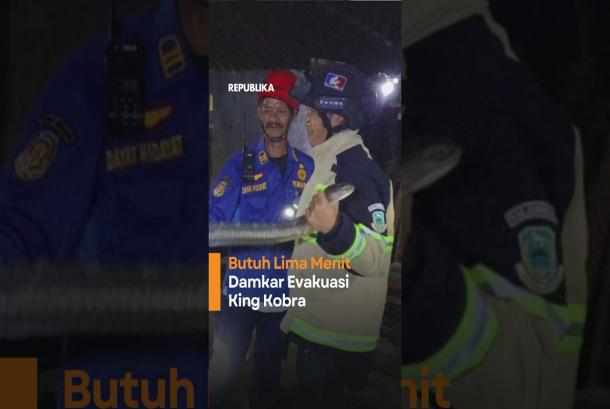 Butuh Lima Menit Damkar Evakuasi King Kobra