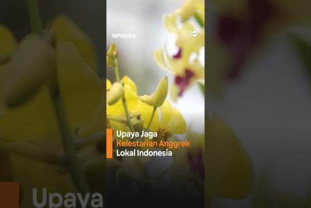 Indonesia Miliki 5 Ribu Spesies Anggrek Tapi 
