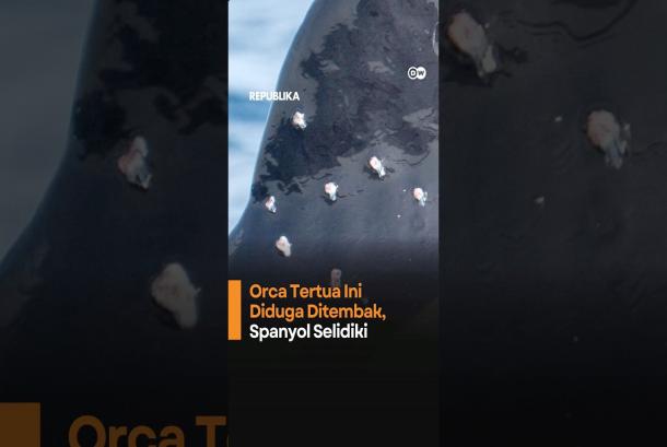 Orca Tertua Ini Diduga Ditembak Spanyol Selidiki