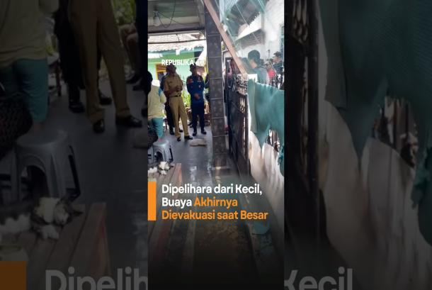 Dipelihara dari Kecil Buaya Akhirnya Dievakuasi saat Besar