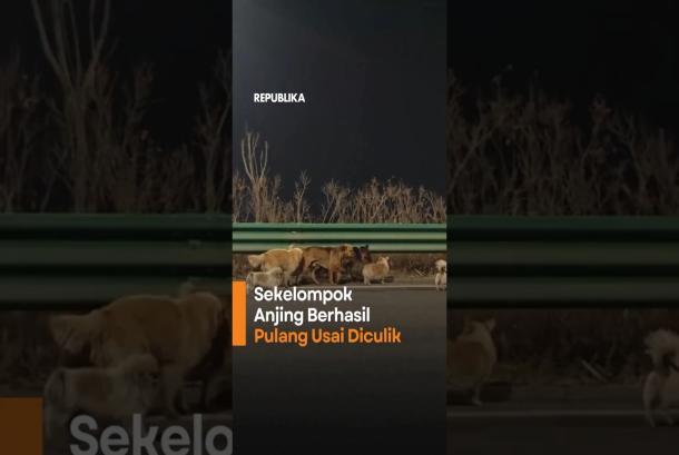 Sekelompok Anjing Berhasil Pulang Usai Diculik