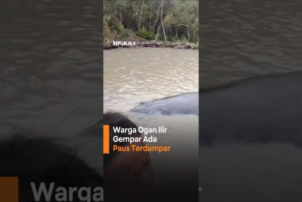 Warga Ogan Ilir Gempar Ada Paus Terdampar