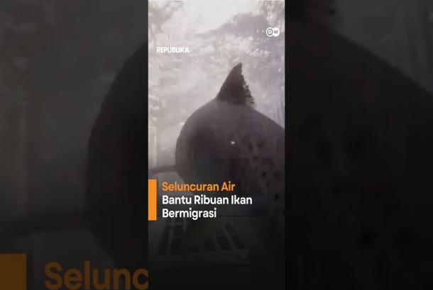Teknologi Seluncuran Air yang Membantu Ribuan Ikan Bermigrasi