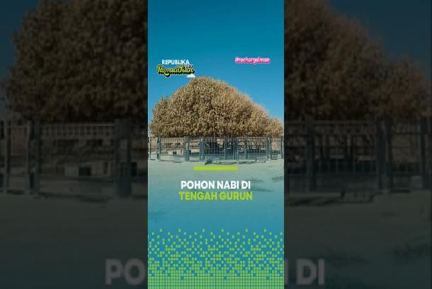 Pohon Nabi Di Tengah Gurun