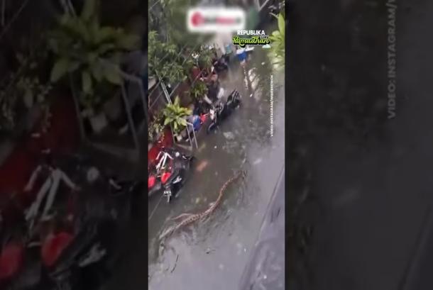 Ular Piton Muncul di Permukaan Saat Banjir