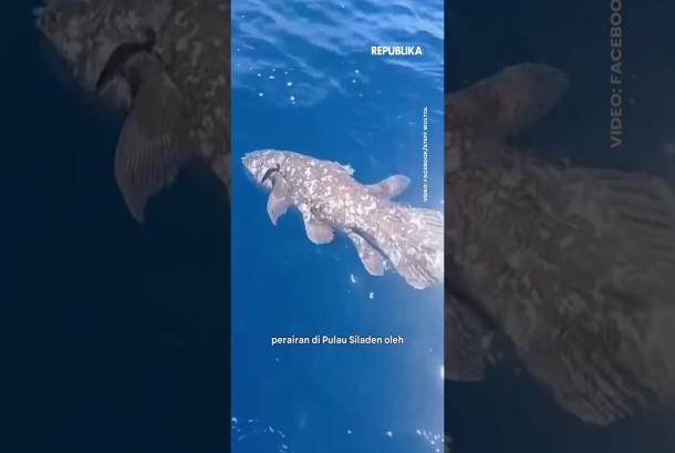 Heboh Ditemukan Ikan Purba di Manado