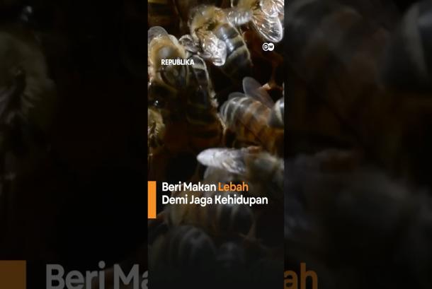 Lebah Berperan Penting dalam Kehidupan Manusia